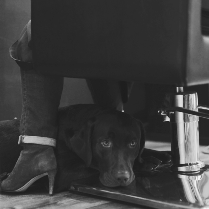 hair and color salon dog looking cute under chair